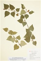 藏品(小白樺樹)的圖片